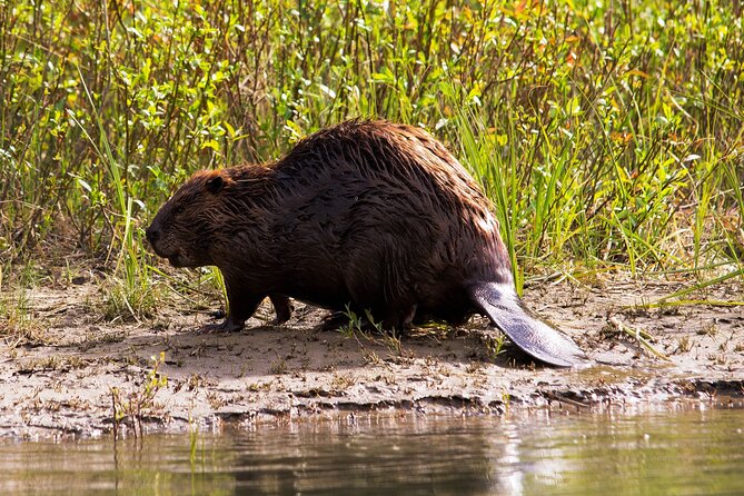 Wildlife on the Bow | Big Canoe Tour in Banff National Park - Paddling upriver, then floating back