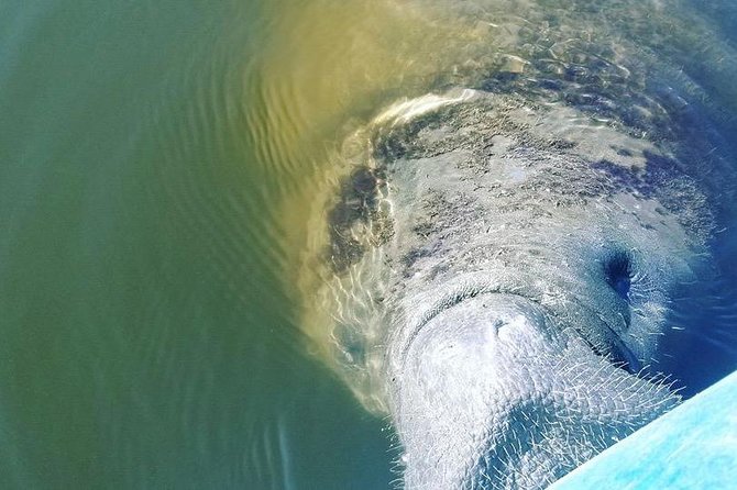 Wildlife Refuge Manatee, Dolphin & Mangrove Kayak or Paddleboarding Tour! - Sunset Tours and Florida Weather