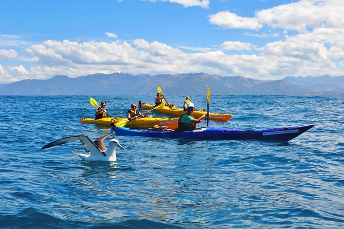 Wildlife Sea Kayaking Tour - Kaikoura - Key points to know before you paddle