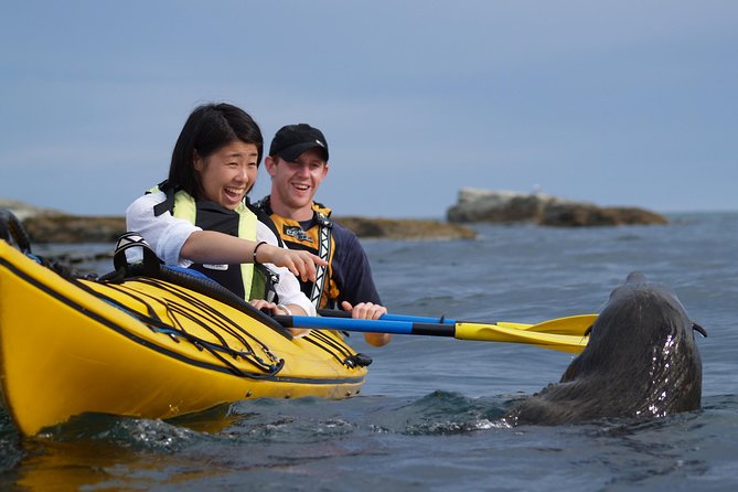 Wildlife Sea Kayaking Tour - Kaikoura - From 17 Killarney Street to the open sea