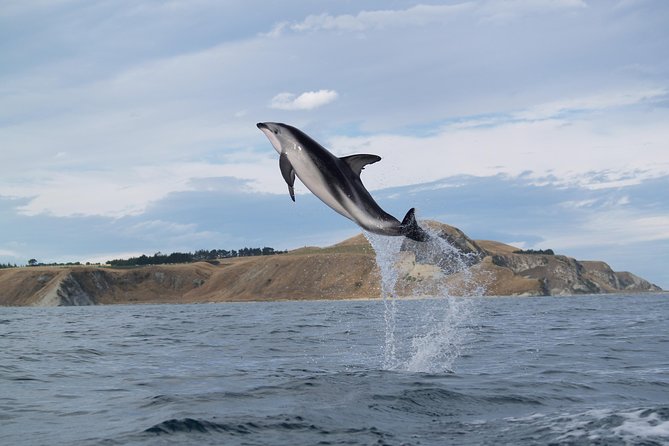 Wildlife Sea Kayaking Tour - Kaikoura - The Peninsula Seal Colony and its regular residents