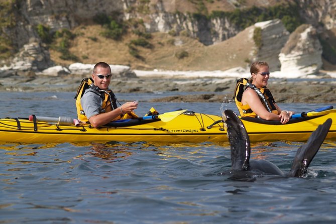 Wildlife Sea Kayaking Tour - Kaikoura - Guides who make a difference on difficult days