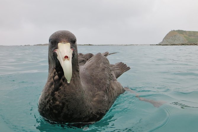 Wildlife Sea Kayaking Tour - Kaikoura - What to wear for a wet, active morning