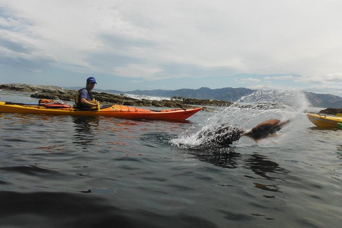 Wildlife Sea Kayaking Tour - Kaikoura - Is $99.29 good value?