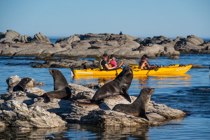 Wildlife Sea Kayaking Tour - Kaikoura - The Kaikoura Peninsula Walkway from the water